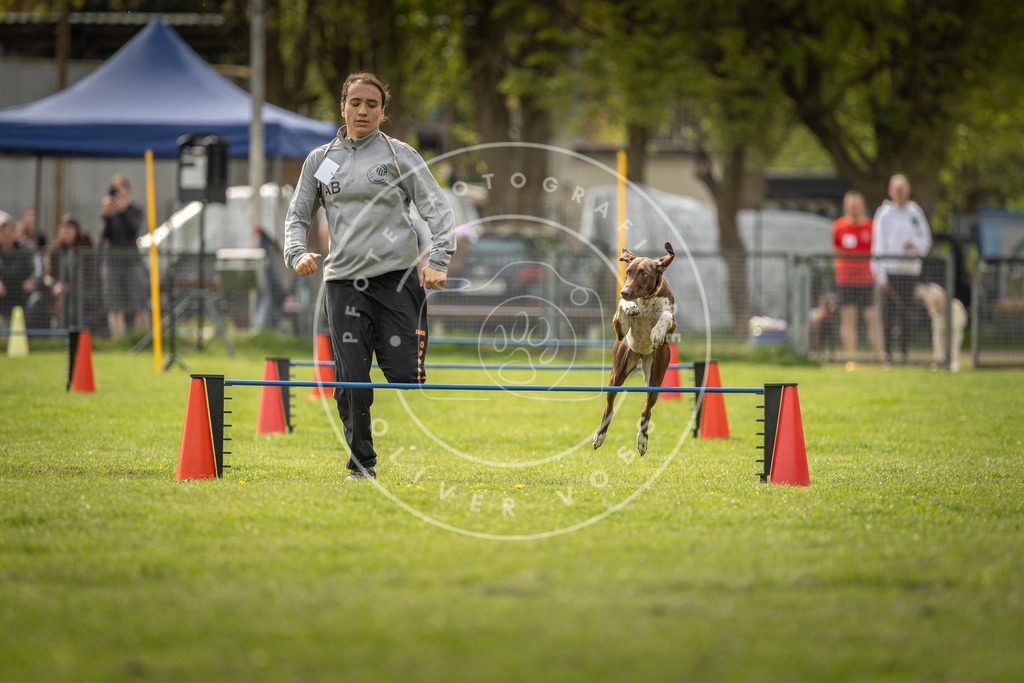 Pfotenfotografie_DV3A5877 | Hundefotografie, Tierfotograf, Pfotenfotografie, Fotoshooting Hund, Hunde Portrait, Hundesport, Hundeportraits, Heideshooting, Hunde, Sportfotograf, Hundefotograf, Turnierhundsport, THS,  - Realisiert mit Pictrs.com