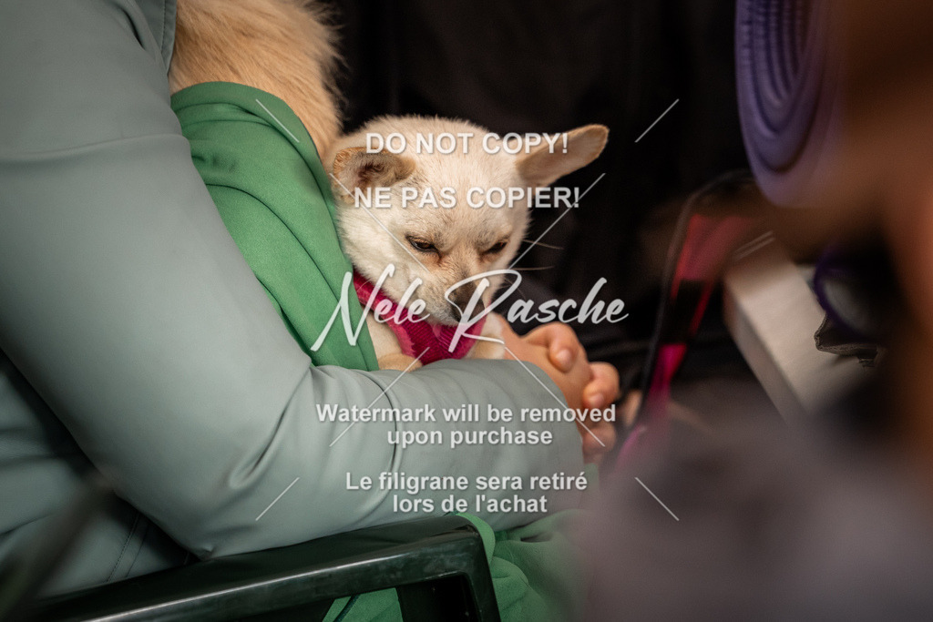 nelerasche_SaAbends_505 | nelerasche