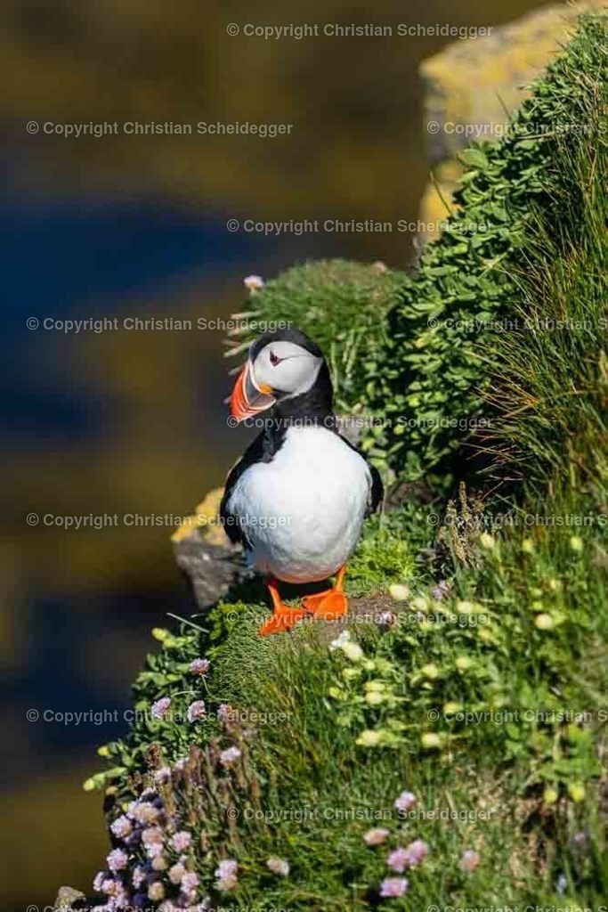 Papageientaucher II | Bunter Wasservogel auf Klippe bei Latrabjarg - Realisiert mit Pictrs.com
