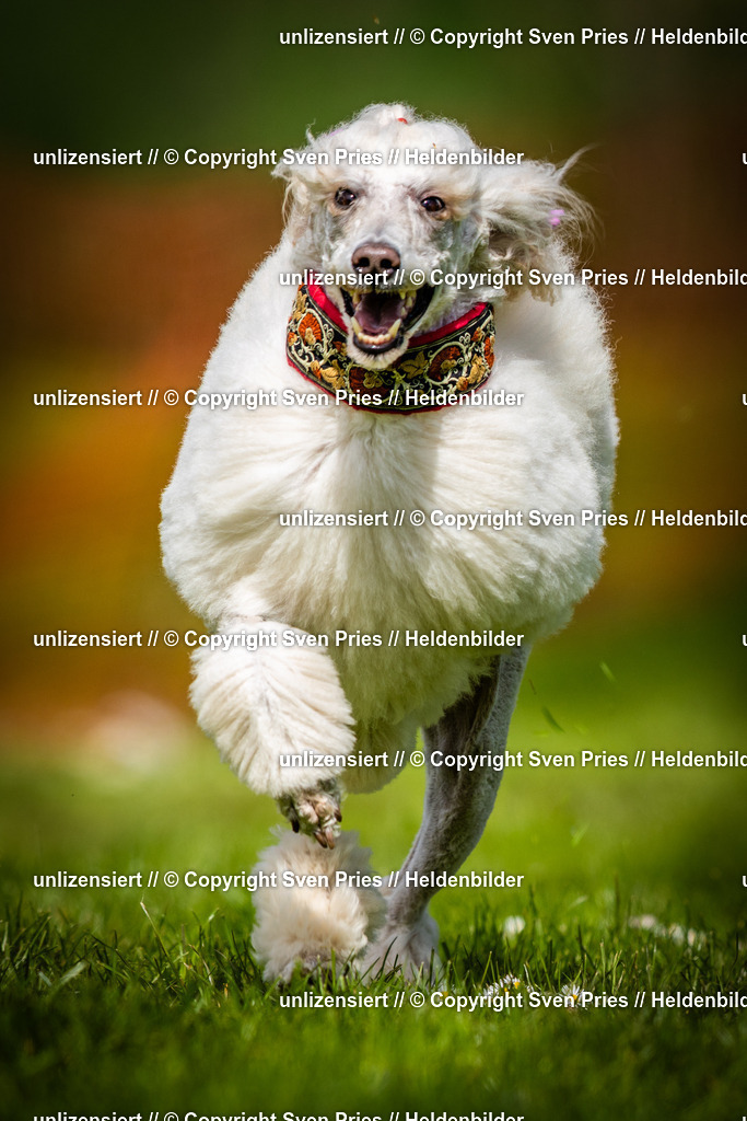 Sven Pries | 2025-04-13 - Hunderennen Baden-Baden - Realisiert mit Pictrs.com