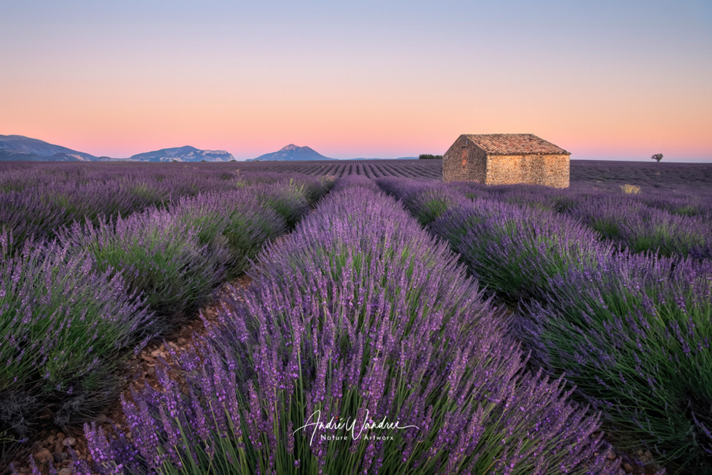 Pastellfarbenes Blütenmeer | Andre Wandrei - Nature Artworx - Realisiert mit Pictrs.com