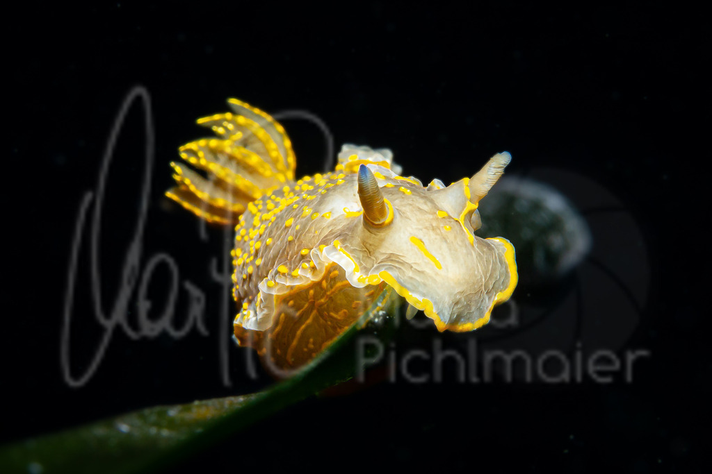 Felimare picta | gelbviolette Sternschnecke - Realisiert mit Pictrs.com