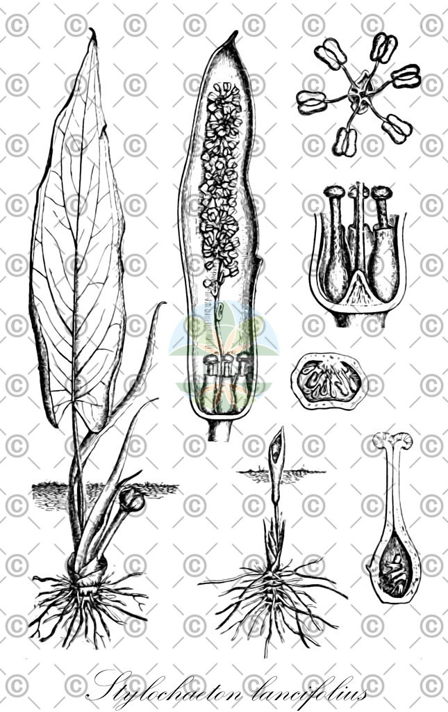 HistAbb_7NL7G_1_ENZY_Simple | Historische Abbildung von Stylochaeton lancifolius - Araceae | Historical Illustration of Stylochaeton lancifolius - Araceae