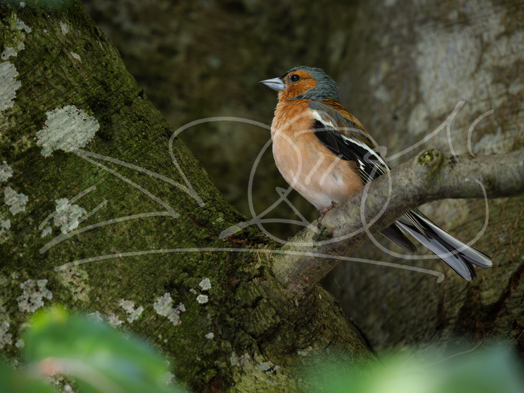 Buchfink | Naturschönheiten aus Deutschland. Pflanzen und Tiere, Insekten und Naturschauspiele. Alle schönen Details, die uns umgeben, fotografiert von Michi Moc.  - Realisiert mit Pictrs.com