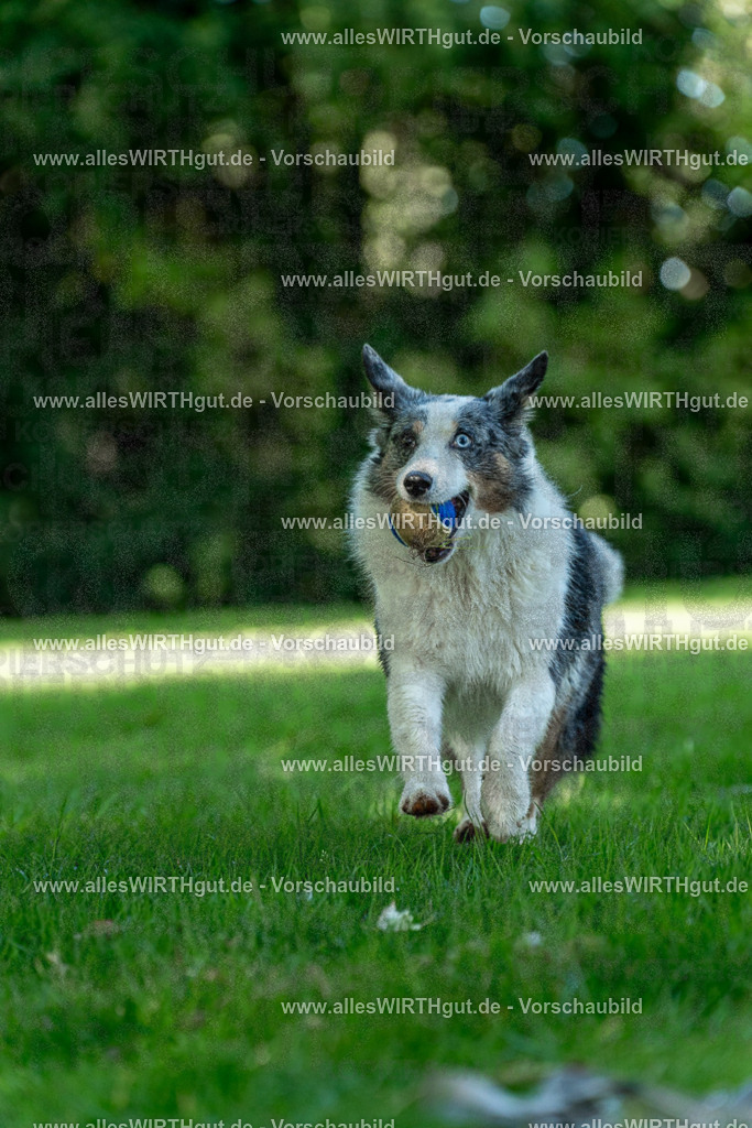 Hundeschwimmen_Volksbad_2026-allesWIRTHgut_Tierfotografie-2609061327-7R500832 | Professionelle Tierfotografie in Mönchengladbach von Daniel Wirth (allesWIRTHgut). Liebevolle & natürliche Bilder von Hunden & Katzen für unvergessliche Erinnerungen.