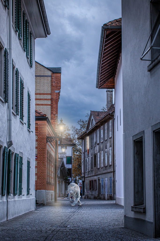 Der Tiger ist los | Es ist soweit. Der Zirkus ist vor der Stadt. Die Kinder freuen sich besonders, schauen sich die Tiere an, welche schon kurz nach Ankunft in ihren Gehegen sind. Pferde, Kamele, ein Esel, diesmal sind sogar drei weiße Tiger dabei. Das ist natürlich besonders spannend. Die Großkatzen haben ein rie-siges Außengehege, Baumstämme liegen und stehen darin und es gibt ein Badebecken. Außerdem hat jede Katze ihren Rückzugsplatz in Form eines großen, säuberlich eingestreuten Käfigwagens. Hier sind sie vor Wind und Wetter geschützt, sie verbringen die Zeit des Transportes darin ebenso wie die Nacht und kriegen jede einzeln ihr Futter. - Realisiert mit Pictrs.com