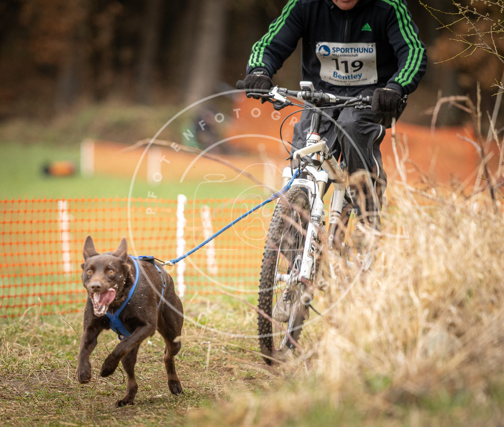 DV3A1022 | Hundefotografie, Tierfotograf, Pfotenfotografie, Fotoshooting Hund, Hunde Portrait, Hundesport, Hundeportraits, Heideshooting, Hunde, Sportfotograf, Hundefotograf, Turnierhundsport, THS,  - Realisiert mit Pictrs.com