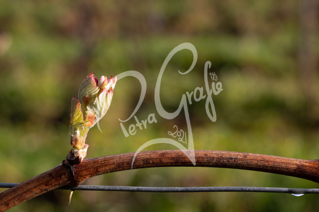 rebentriebe-6279 | petragrafie - Realisiert mit Pictrs.com