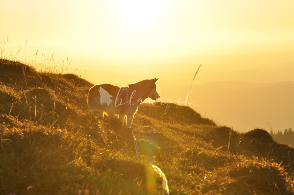 Tier_00028 | Sportbilder, Sportfotograf, Hochzeits- und Eventfotografin, Flugshows, Portraits und Tiershooting, Aviation, Downhill, Nationalleague, Swissleague, International