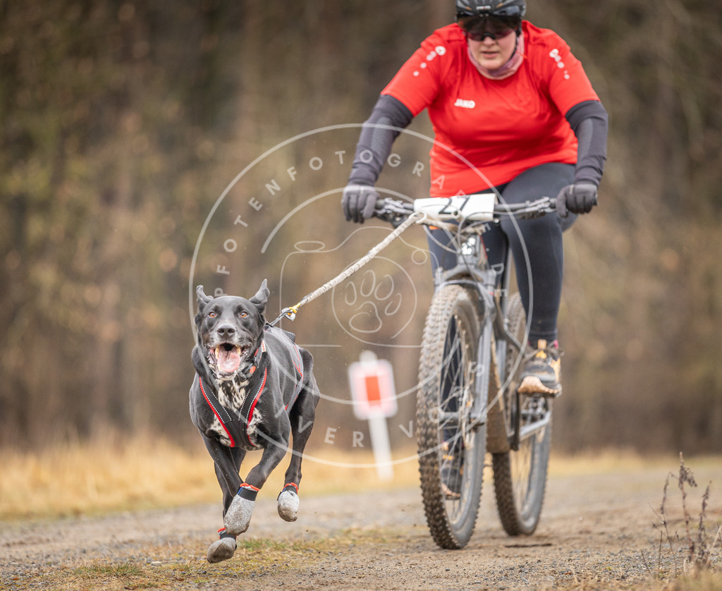 DV3A3338 | Hundefotografie, Tierfotograf, Pfotenfotografie, Fotoshooting Hund, Hunde Portrait, Hundesport, Hundeportraits, Heideshooting, Hunde, Sportfotograf, Hundefotograf, Turnierhundsport, THS,  - Realisiert mit Pictrs.com