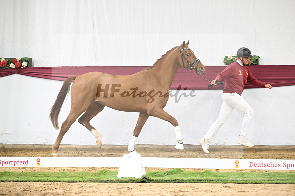 Kat-Nr. 19 My Blue Hors Santiano x Franklin_Denise Meier_47250512 | hf-fotografie - Realisiert mit Pictrs.com