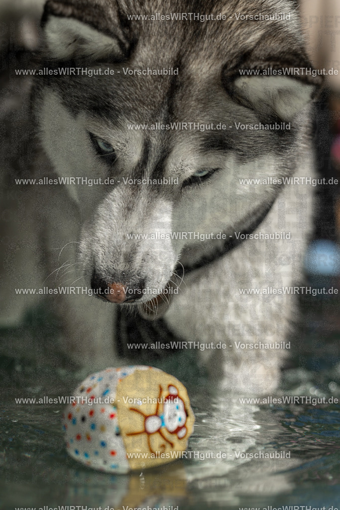 Hundeschwimmen_Volksbad_2026-allesWIRTHgut_Tierfotografie-2609061352-7R500930 | Professionelle Tierfotografie in Mönchengladbach von Daniel Wirth (allesWIRTHgut). Liebevolle & natürliche Bilder von Hunden & Katzen für unvergessliche Erinnerungen.