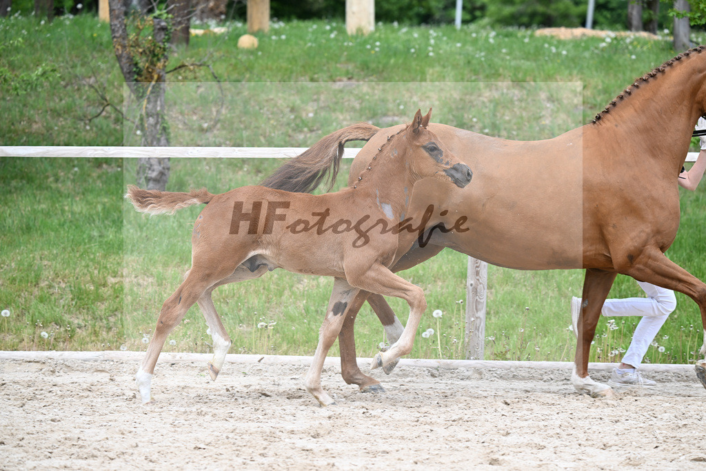 Kat-Nr. 16 HF Emerald v h Ruytershof x Manchester vant Paradijs_Schroetzlmair_24260704 | hf-fotografie - Realisiert mit Pictrs.com