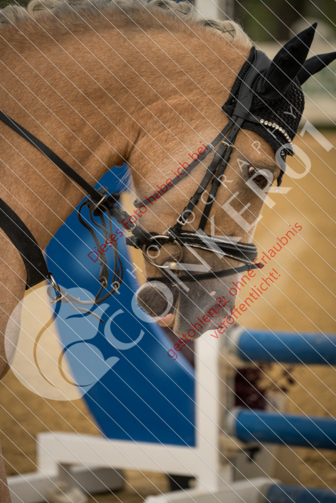 DSC_7305 | Sport-, Event- und Tierfotos in Profiqualität. Einfach auswählen, bestellen und herunterladen. Dein Moment – perfekt festgehalten.