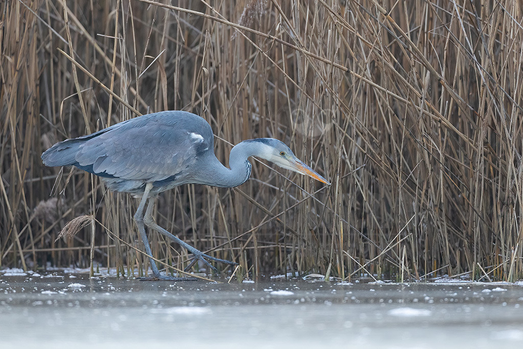 R6NF1897_20240111 | Der Graureiher, auch Fischreiher genannt, ist eine Vogelart aus der Ordnung Pelecaniformes. Er ist in Eurasien und Afrika weit verbreitet und häufig. Weltweit werden vier Unterarten unterschieden. In Mitteleuropa ist er mit der Nominatform Ardea cinerea cinerea vertreten. - Realisiert mit Pictrs.com