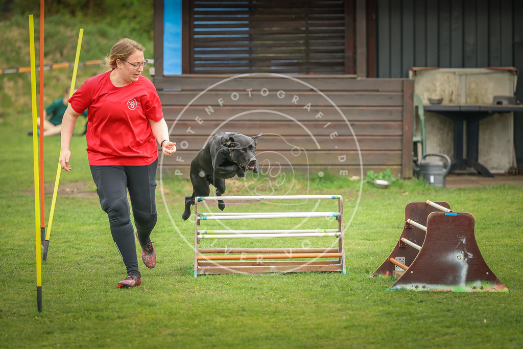 Pfotenfotografie_0L8A1044 | Hundefotografie, Tierfotograf, Pfotenfotografie, Fotoshooting Hund, Hunde Portrait, Hundesport, Hundeportraits, Heideshooting, Hunde, Sportfotograf, Hundefotograf, Turnierhundsport, THS,  - Realisiert mit Pictrs.com