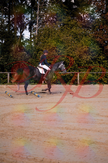 2026_10_03_Siefer-Hof_144830_Z81_25924669 | Professionelle Reitsport-, Turnier- und Eventfotografie von Robert Broda. Galerien mit ausgewählten und bearbeiteten Bildern direkt online ansehen und bestellen.