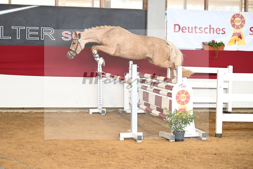Kat-Nr. 6 Gruendleinshofs Herzbeben v. Golden West M_Kaus_7250923 | hf-fotografie - Realizzato con Pictrs.com