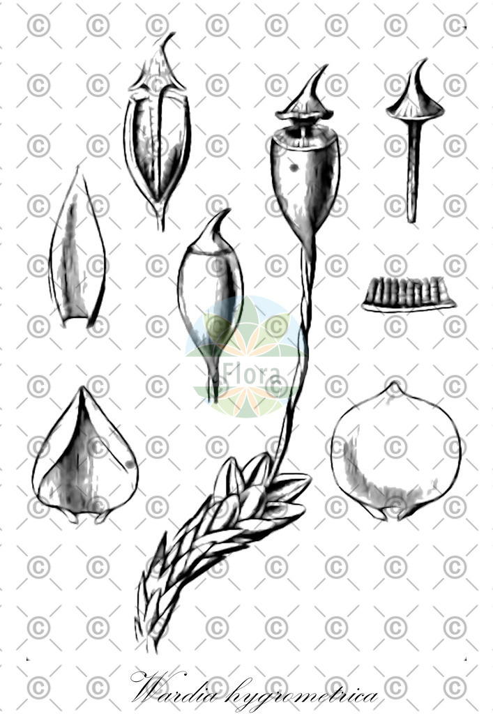 HistAbb_wfo-0001161272_1_ENZY_Simple | Historische Abbildung von Wardia hygrometrica - Dicranaceae | Historical Illustration of Wardia hygrometrica - Dicranaceae