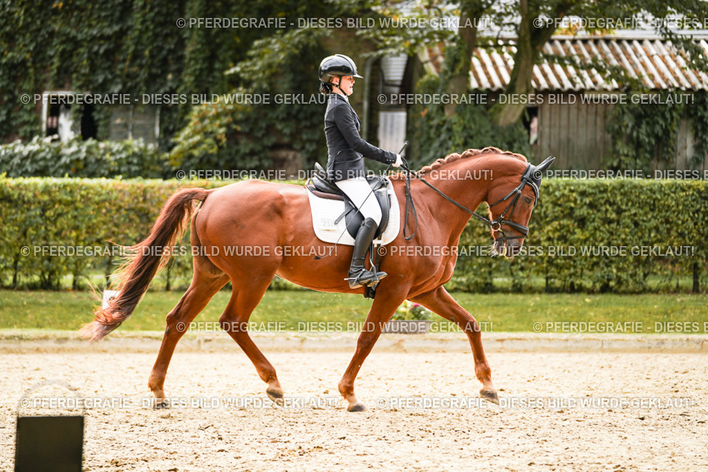 DSC01731 | Pferdegrafie