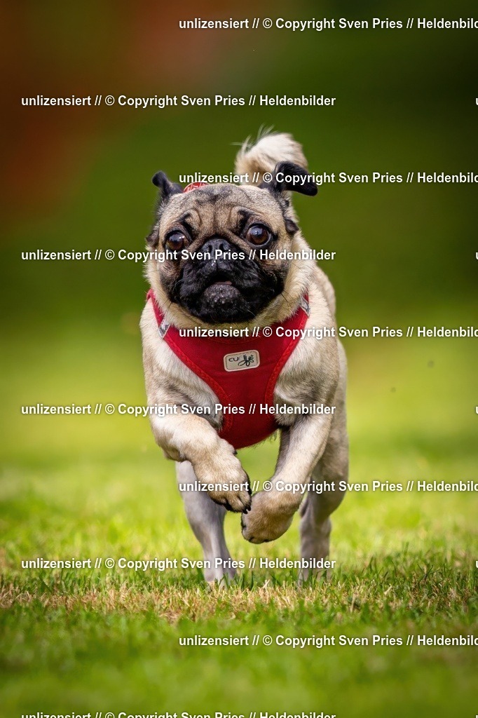 Sven Pries | 2024-09-22 - Hunderennen Baden-BadenPudelverein - Realisiert mit Pictrs.com