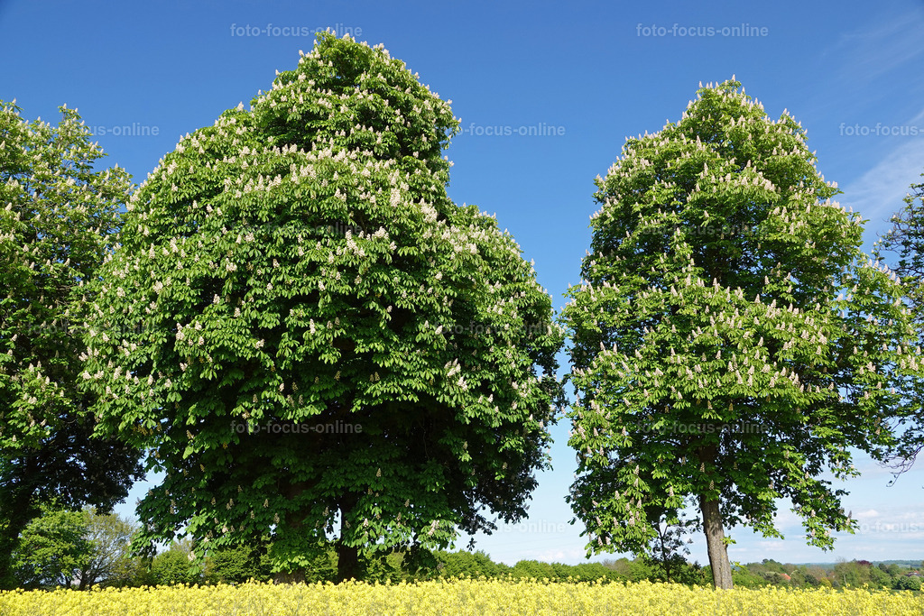 rapps-heute_11 | foto-focus-online