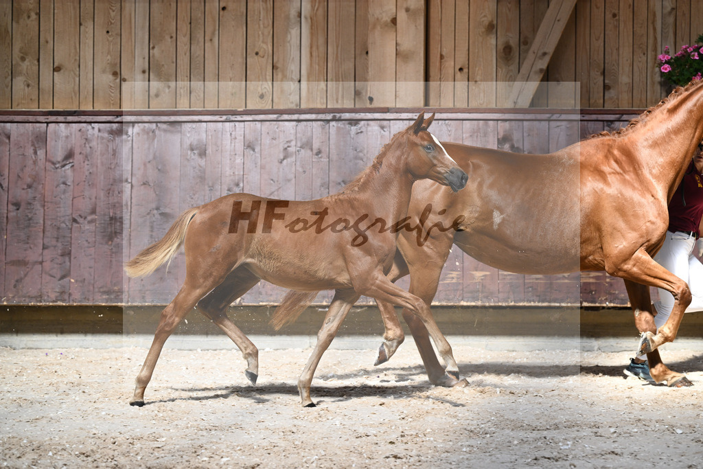 Kat-Nr. 2 SF Opoque x Faustinus_Dobner_32240059 | hf-fotografie - Realisiert mit Pictrs.com
