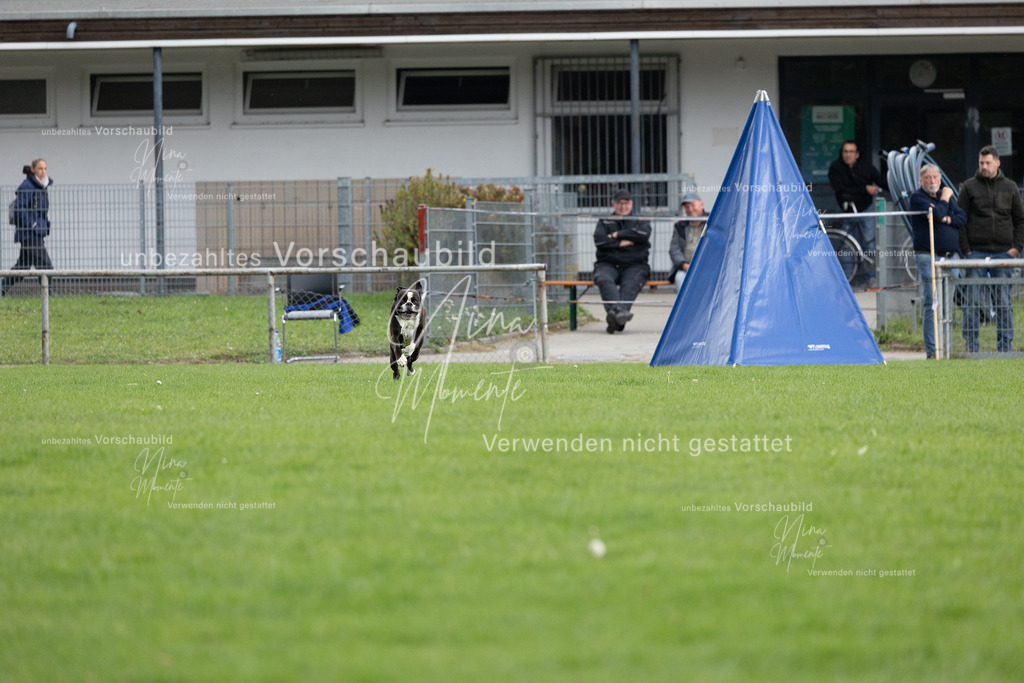 _16A7089 | Einzigartige Fotos von Hunden & Menschen –Actionfotos, Portraits, Vereinsaufnahmen & Paarshootings – authentisch, lebendig & mit Herz.