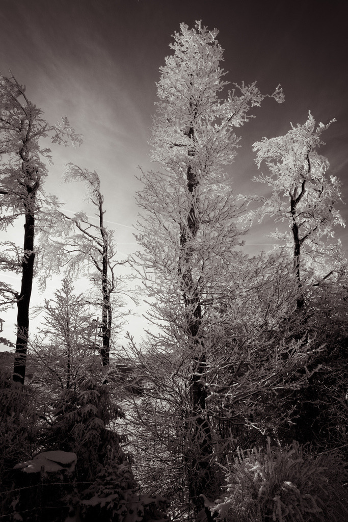 Winterliche Stimmung am Morgen auf dem Vogelberg | Schöne Fotografien aus der Stadt und der Natur zum bestellen oder selber hochladen. Druck auf Foto, Postkarte, Kalender, FineArt Hahnemühle, Alu-Dibond , Akustikbilder zur Absorption von Schall und Lärm etc. - Realisiert mit Pictrs.com