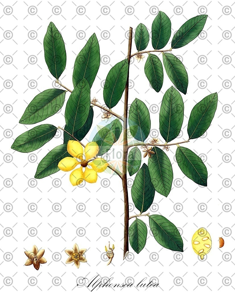HistAbb_wfo-0000527354_2_ENZY_Simple | Historische Abbildung von Alphonsea lutea - Annonaceae | Historical Illustration of Alphonsea lutea - Annonaceae