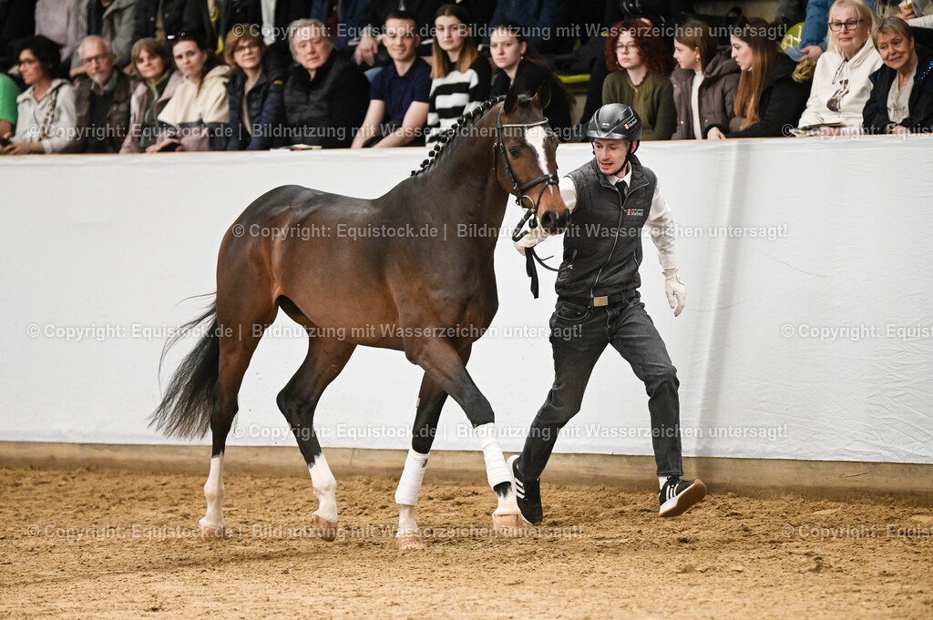 20260307_Hengstvorstellung-Marbach_0088 | equistock