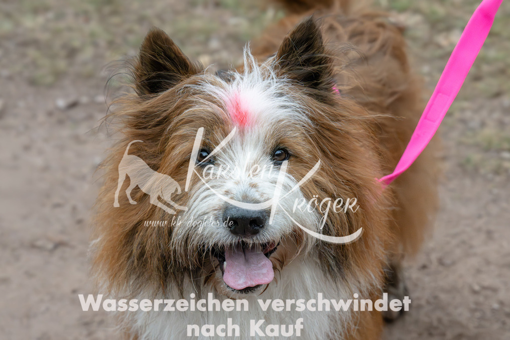 0928_ZZ91339 | kk-dogfotos