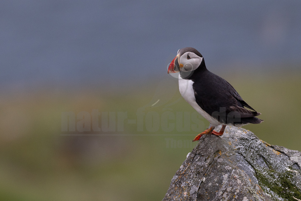 R5NF6539-20230720 | Der Papageitaucher – auch Papageientaucher oder Puffin genannt – ist eine Vogelart aus der Familie der Alkenvögel. Die Art brütet in Erdhöhlen an und auf Klippen oder an deren Fuß im Nordatlantik sowie im westlichen Nordpolarmeer. - Realisiert mit Pictrs.com