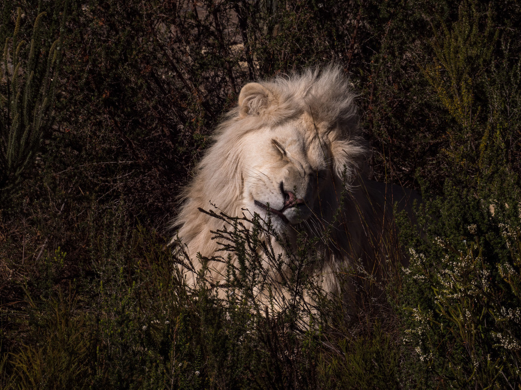 PANA3079-LR | Natur im Moment - Realisiert mit Pictrs.com