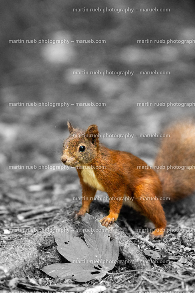 No leafs behind | Squirrel in it's natural habitat - Realisiert mit Pictrs.com