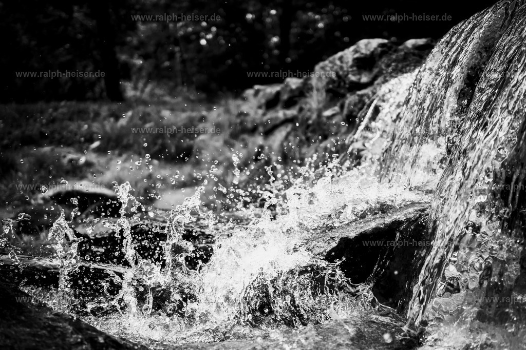 26015 | Wandbilder, Bilder, Fotograf in Marburg, Tierbilder, Wandfotos, Bilder Shop, Günstige Bilder, Schwarz-Weiß Bilder, Ralph Heiser