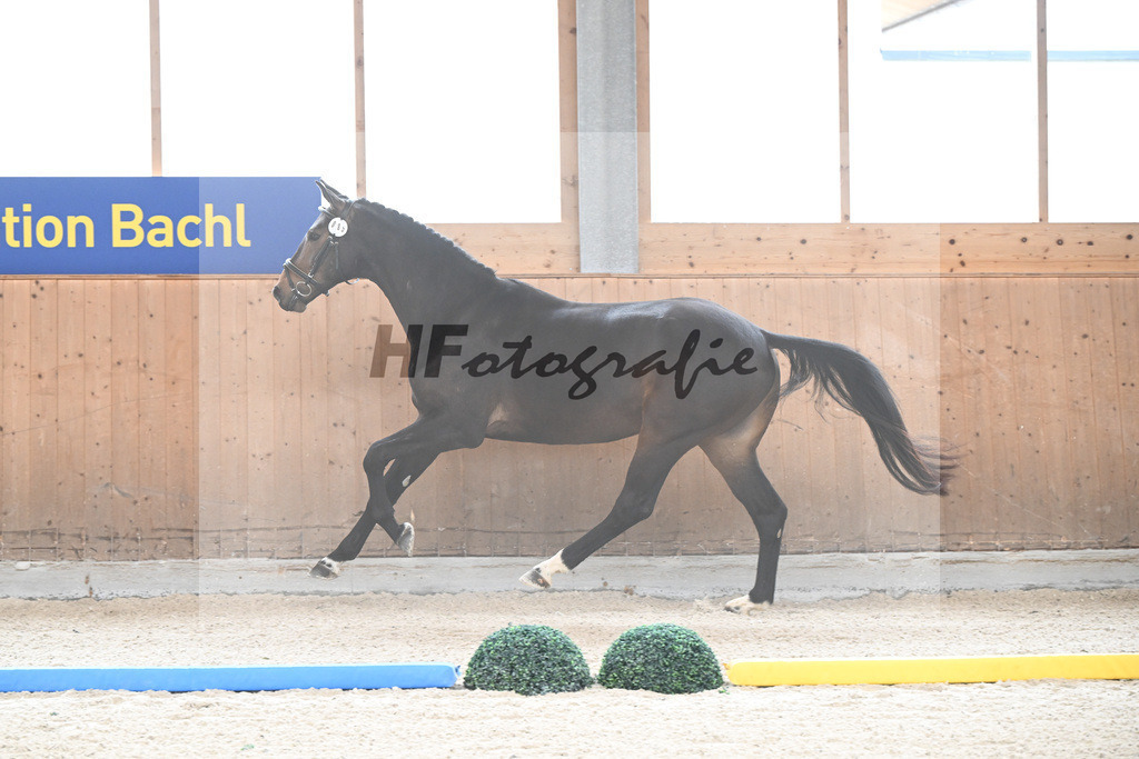 Kat-Nr. 85 Fideroy v. Fidertanz_Gossner_7241573 | hf-fotografie - Realizzato con Pictrs.com