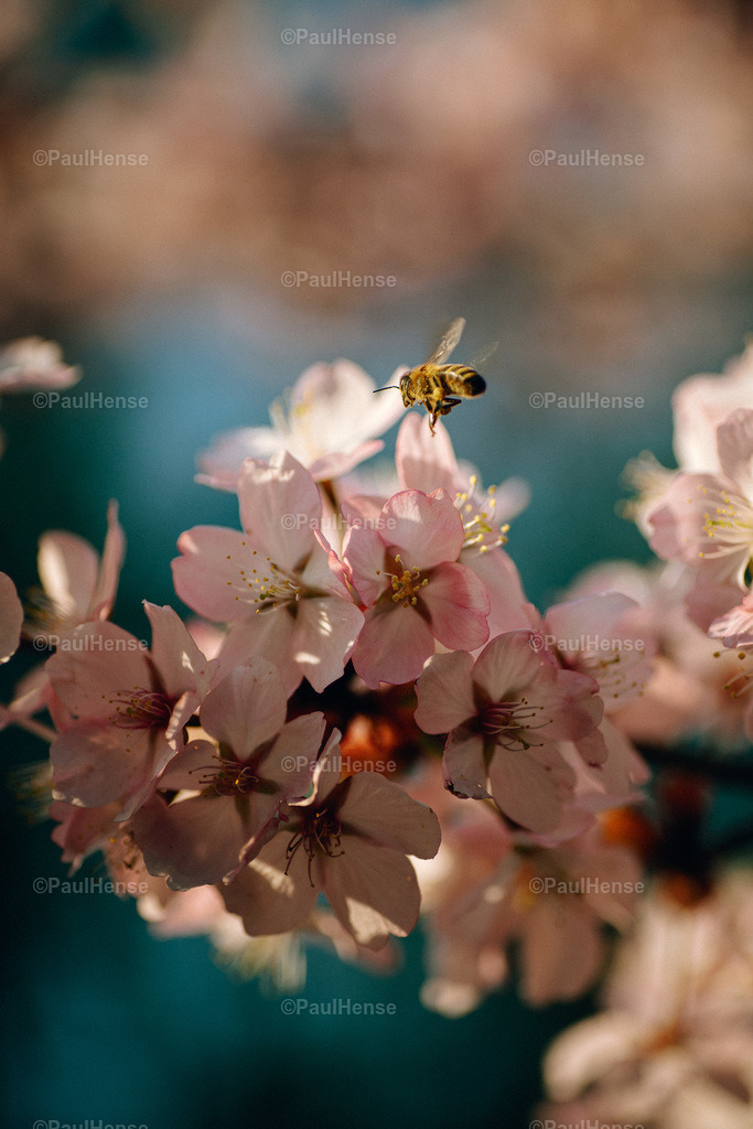 20220324_PaulHense_S0019_DSC03480 | paulhense - Realisiert mit Pictrs.com