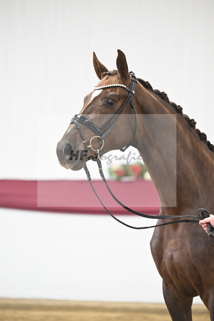 Kat-Nr. 15 Vitalis x Rock Forever I_Christoph Kuehnle_47250357 | hf-fotografie - Realisiert mit Pictrs.com