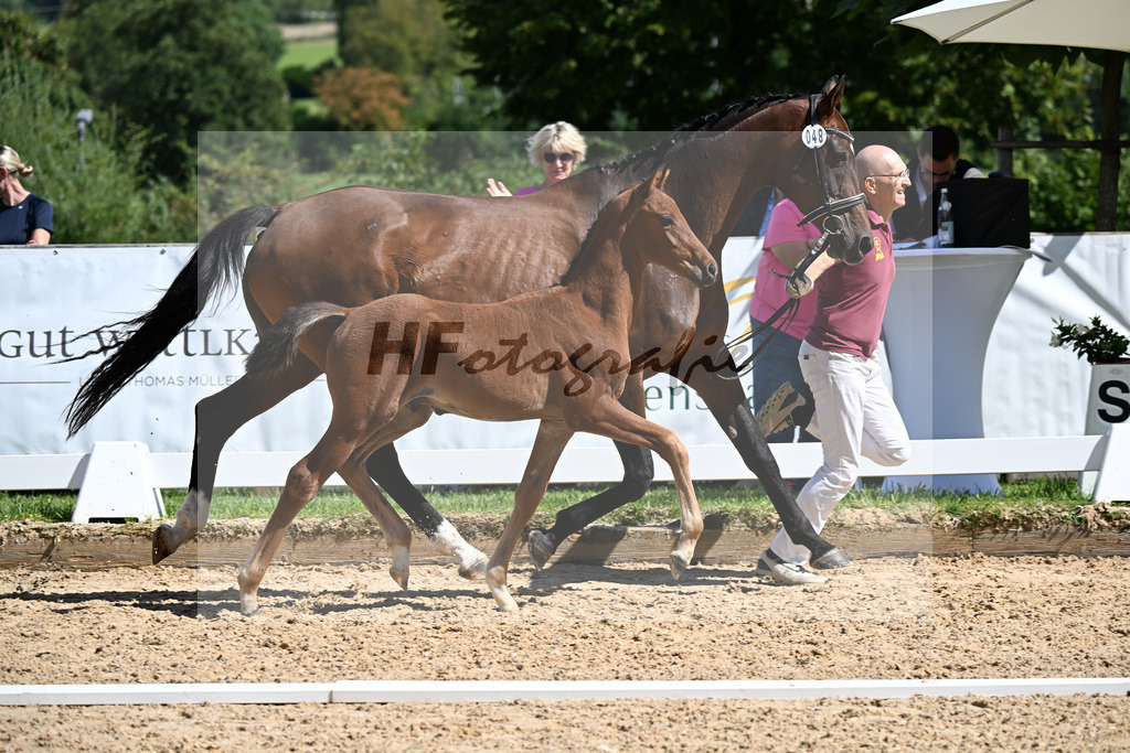 Kat-Nr. 48 Viva Gold x Ampere_HF_Lechl_29251396 | hf-fotografie - Realizzato con Pictrs.com