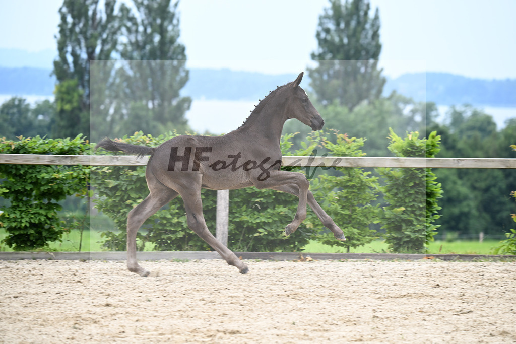 Kat-Nr. 17 Escanto PS x Danciano_HF_Huebner_14250493 | hf-fotografie - Realizzato con Pictrs.com