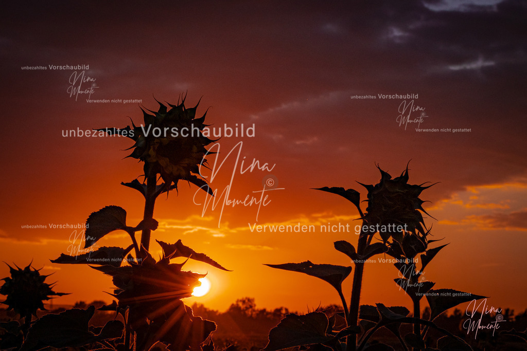 _16A3692-1 | Einzigartige Fotos von Hunden & Menschen –Actionfotos, Portraits, Vereinsaufnahmen & Paarshootings – authentisch, lebendig & mit Herz.