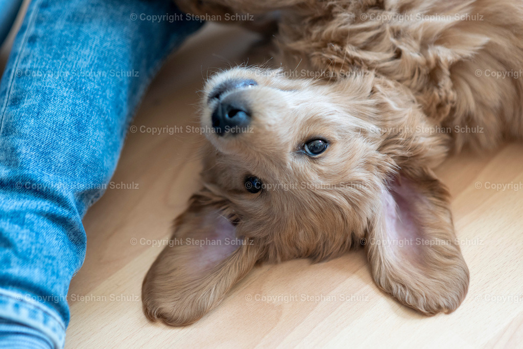 Goldendoodle Welpe | Ein Mini Goldendoodle liegt auf einem Laminatfußboden.  - Realisiert mit Pictrs.com