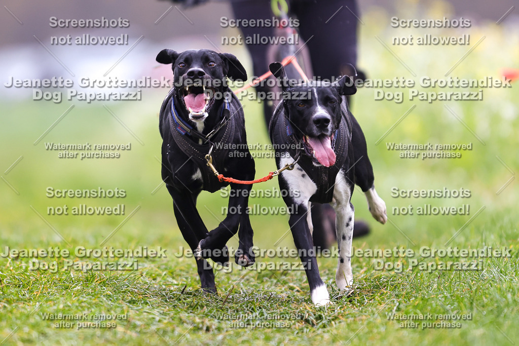 Dog Paparazzi - Visbeck 25 -105 | Dog Paparazzi Jeanette Grottendiek Fotografie & Videografie