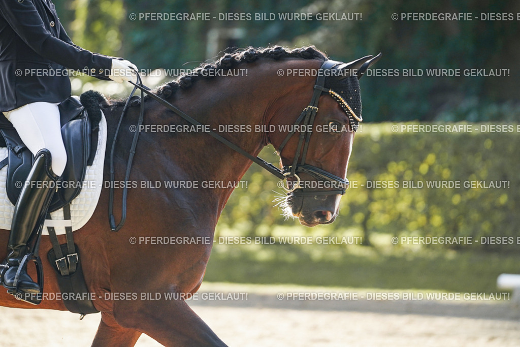 DSC05022 | Pferdegrafie