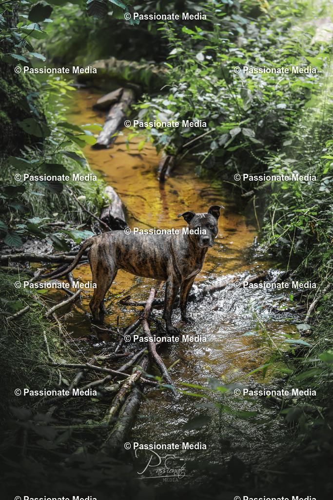 _DSC1764 | Passionate Media, dein Fotograf aus Brandenburg, Märkisch Oderland, im Bereich Motorsport, Autos und Motorräder sowie Events und auch Hunde. Shootings oder auch Eventbegleitungen können bei mir gebucht we