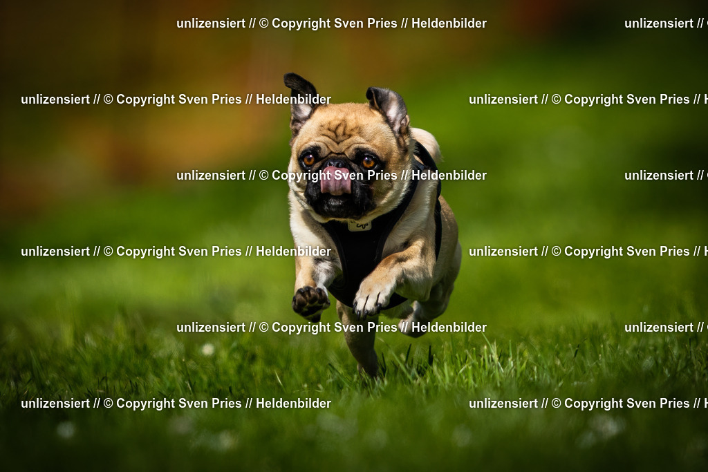 Sven Pries | 2025-04-13 - Hunderennen Baden-Baden - Realisiert mit Pictrs.com