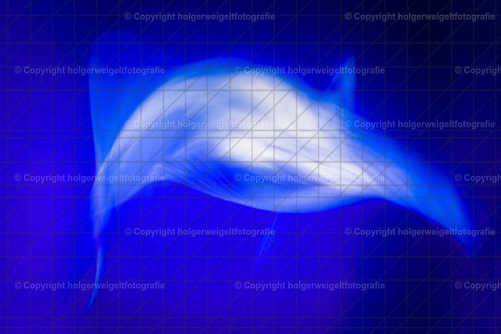 Blue Ocean II | Kaufen sie online außergewöhnliche Fotografien auf Leinwand Acrylglas Fotoprint Aludibond von holgerweigeltfotografie - Realisiert mit Pictrs.com