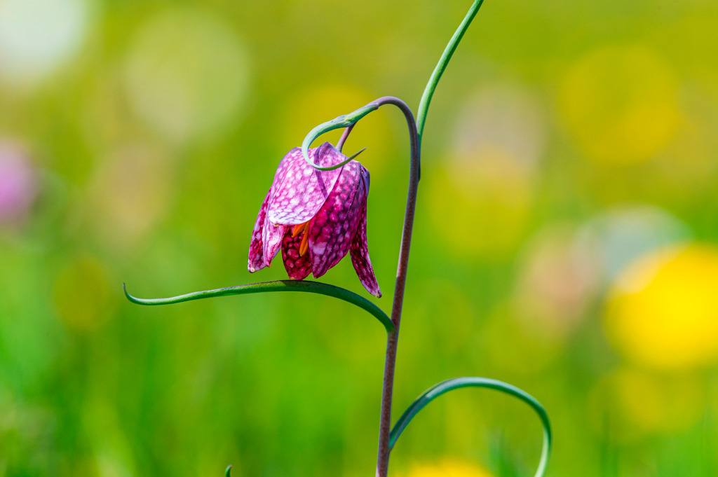 2022_04_30_SCHACHBLUMEN_DSC1641 | Hochwertig gedruckte Fotografien für die Wand, als Kalender und zum Verschenken. Hamburg & Norddeutschland und überall wo ich mit der Kamera unterwegs war.