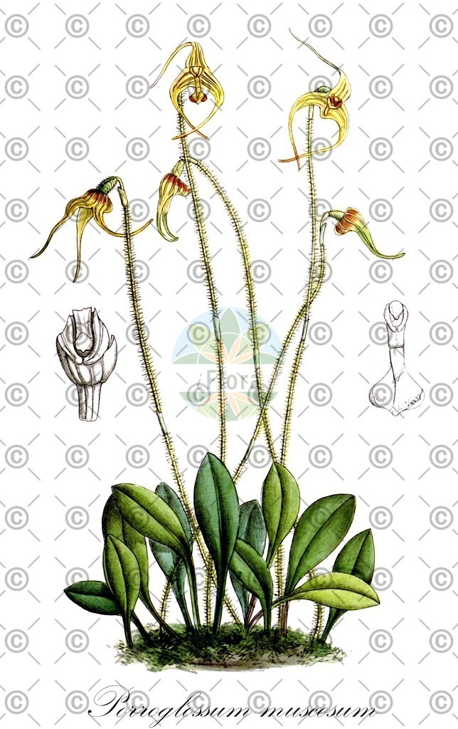 HistAbb_6V2G_1_ENZY_Simple | Historische Abbildung von Porroglossum muscosum - Orchidaceae | Historical Illustration of Porroglossum muscosum - Orchidaceae